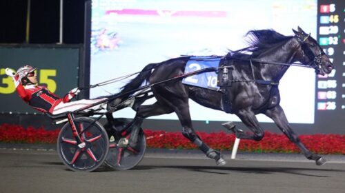 Dexter-in-action-blog__ResizedImageWzYwM