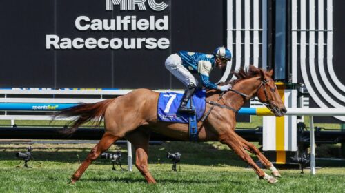 Jimmysstar-Weekend-Hussler-Stakes-scaled