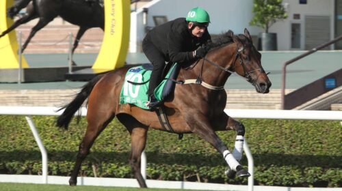 WIthout-A-Fight-Sha-Tin-scaled-1-500x280