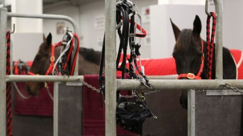 two-horses-in-stables-blog__ResizedImage