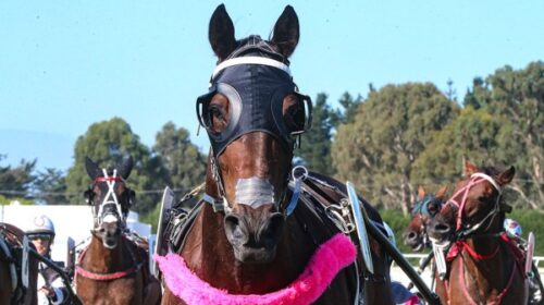 Kawhi-head-Timaru-blog-january-2025__Res