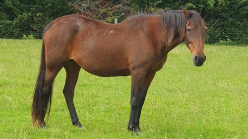 Under-Cover-Lover-30-blog__ResizedImageW