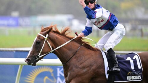 Velocious-Karaka-Million-2YO-1024x683-1-