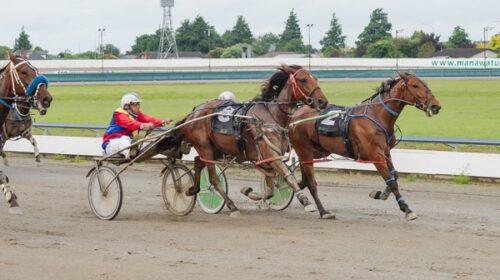 Fredastaire-blog-manwatu-2024__ResizedIm