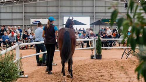 General-view-horse-and-buyers-yearling-s