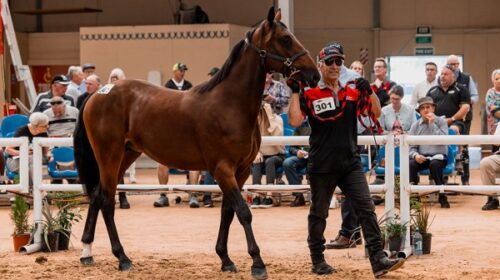 Lot-301-yearling-sales-blog-2024-christc