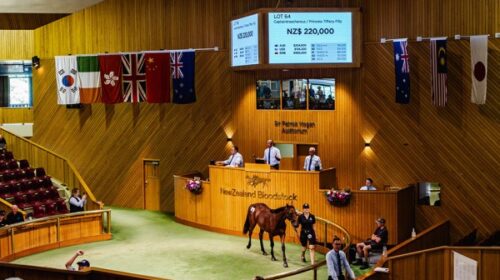 NZB-yearling-sales-blog-generic__Resized