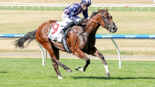 Shes-Bulletproof-Geoffrey-Bellmaine-Stak