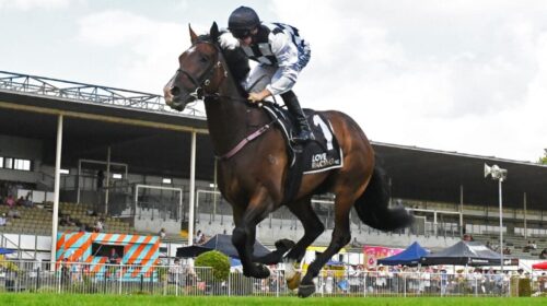 Tuxedo-Waikato-Guineas-1024x602-1-500x28