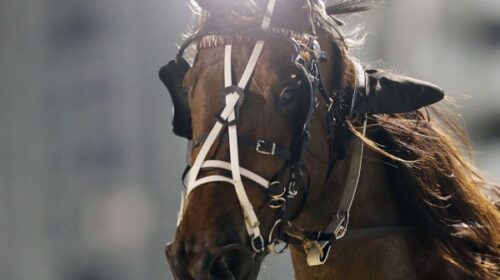 American-Muscle-blog-Alex-park-Nov-2023-