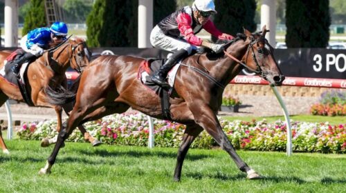 Cilacap-Alexandra-Stakes-1024x683-1-500x