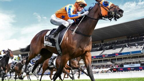 Damask-Rose-NZB-Kiwi-1024x683-1-500x280.