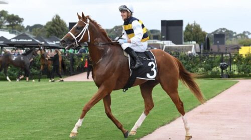 Deakin-Roy-Higgins-1024x683-1-500x280.jp