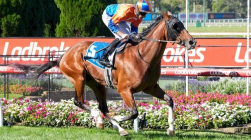 Grinzinger-Belle-Sunline-Stakes-1024x683