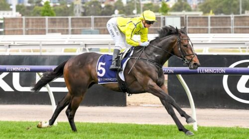 Hasseltoff-Flemington-1024x683-1-500x280