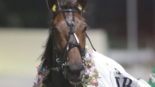 Just-Believe-garland-TAB-Trot-Cambridge-