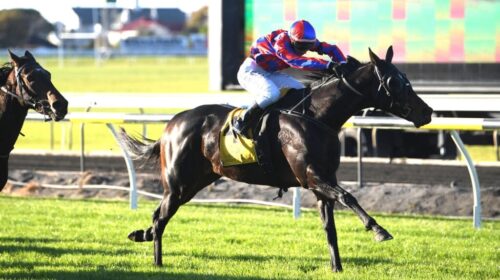 Orlov-New-Plymouth-1024x689-1-500x280.jp