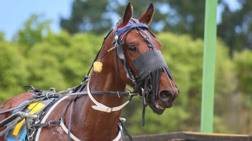 Sacetas-blog-tom-bagrie__ResizedImageWzY