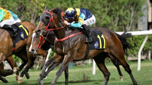 A-Americ-Te-Specso-1024x683-1-500x280.jp