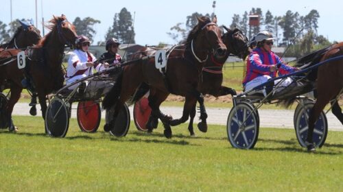 Hayley-Stewart-blog-Big-Al__ResizedImage