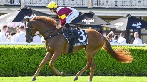 Linebacker-Randwick-Guineas-1024x683-2-5