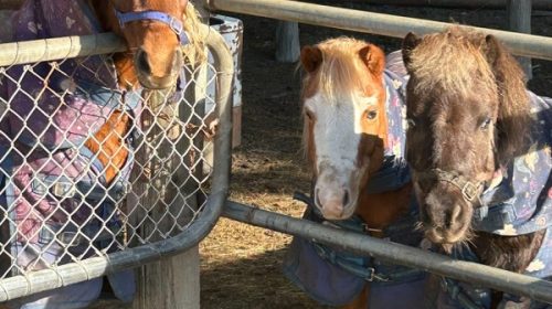 kk-ponies-george-bingo-doc__ResizedImage