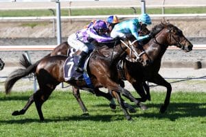 Goss confident Casino Princess can strike at Te Rapa
