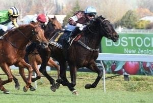 Dolcetto chasing Tarzino spot