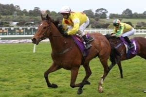 NZ horse El Pescado