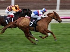 Chamois Road chasing Aurie's Star upset