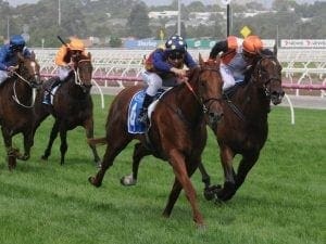 Prezado ready for Flemington return