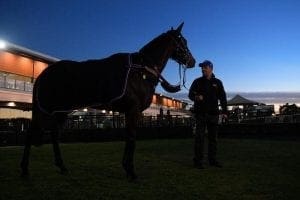 Winx after trackwork