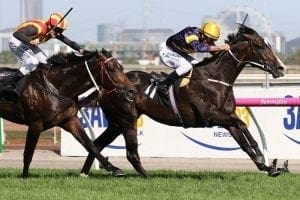 Bright future tipped for Kiwi-bred Grunt