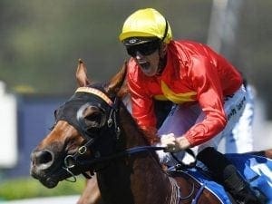 Newnham expects 1300m to suit The Enzo