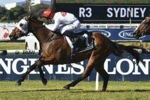 Arbeitsam racehorse