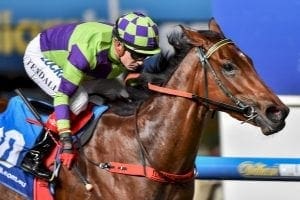 Plenty of big race options for I Am A Star