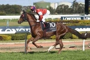 Oink racehorse