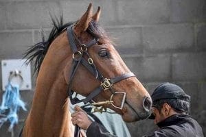 Black Caviar foal Oscietra