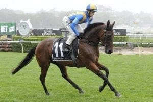 Songlike at Randwick